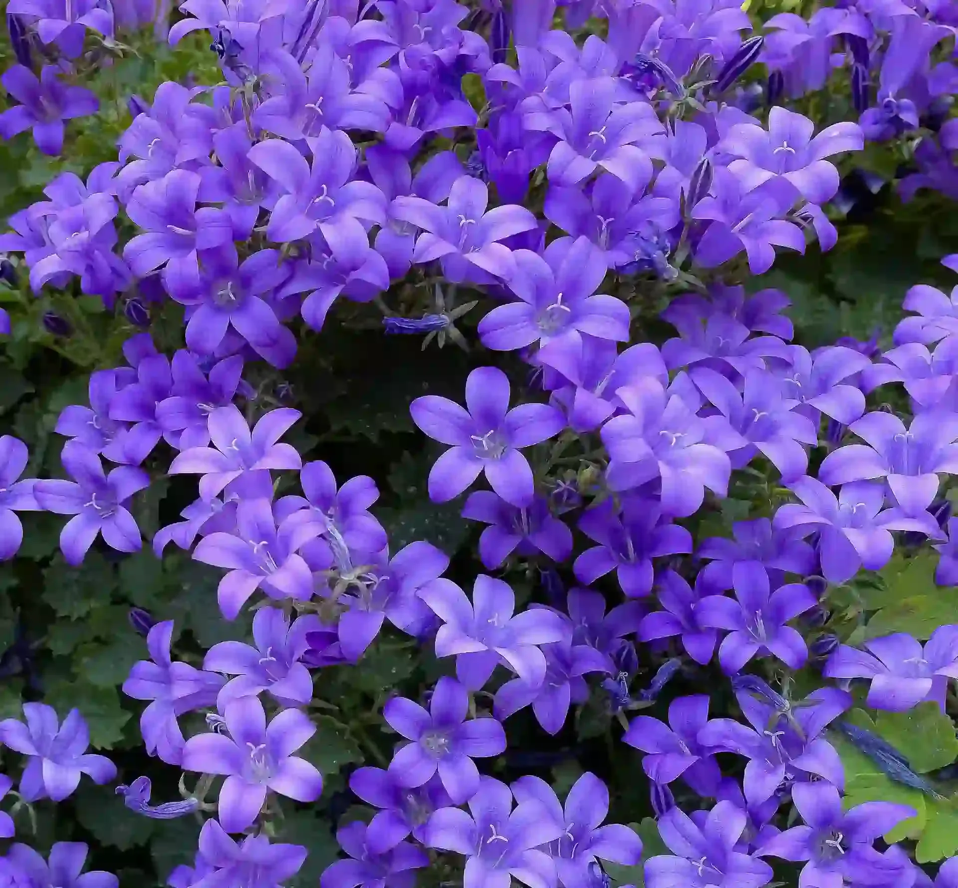 Violet flowers