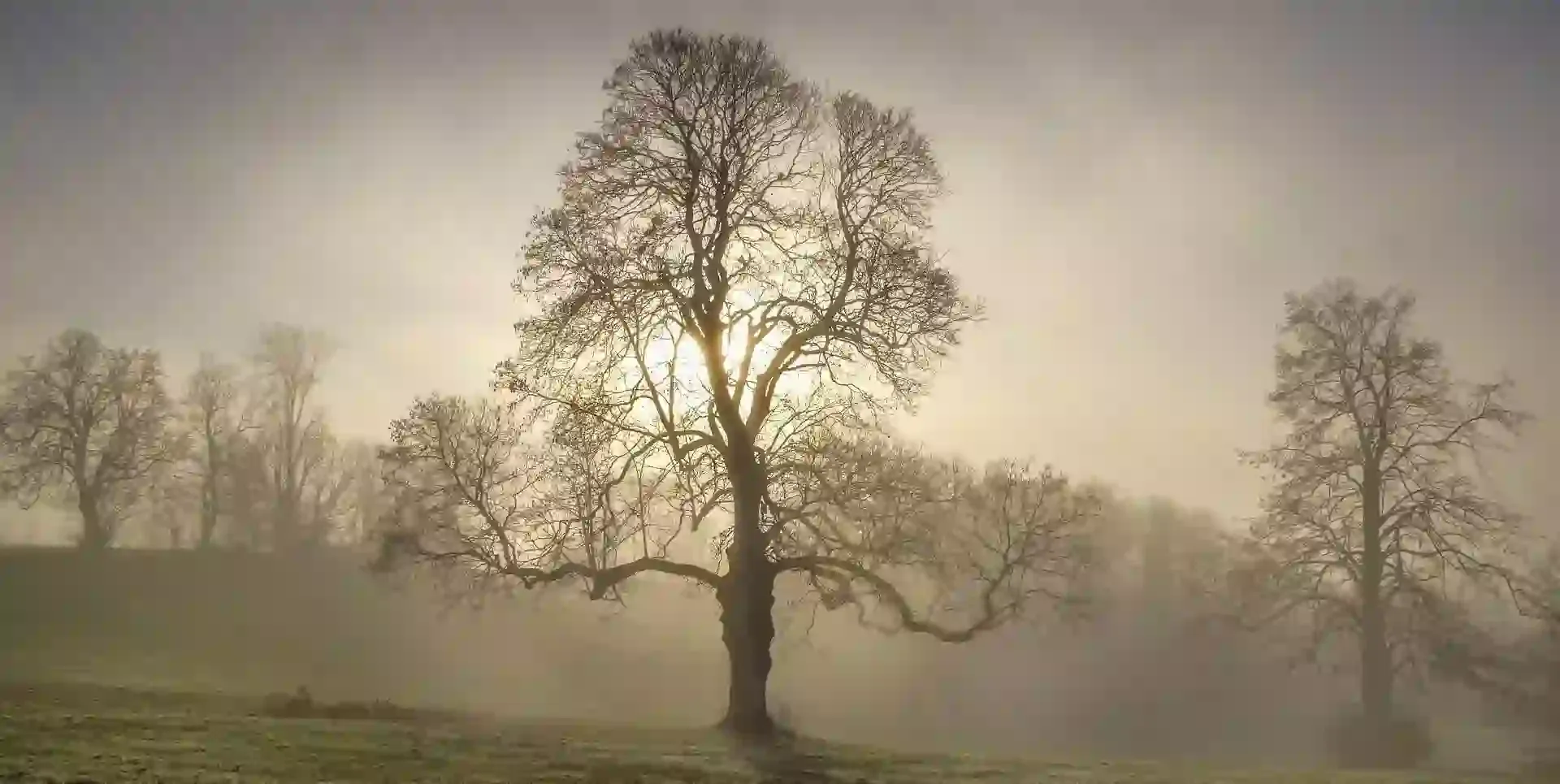 Trees in fog in golden light