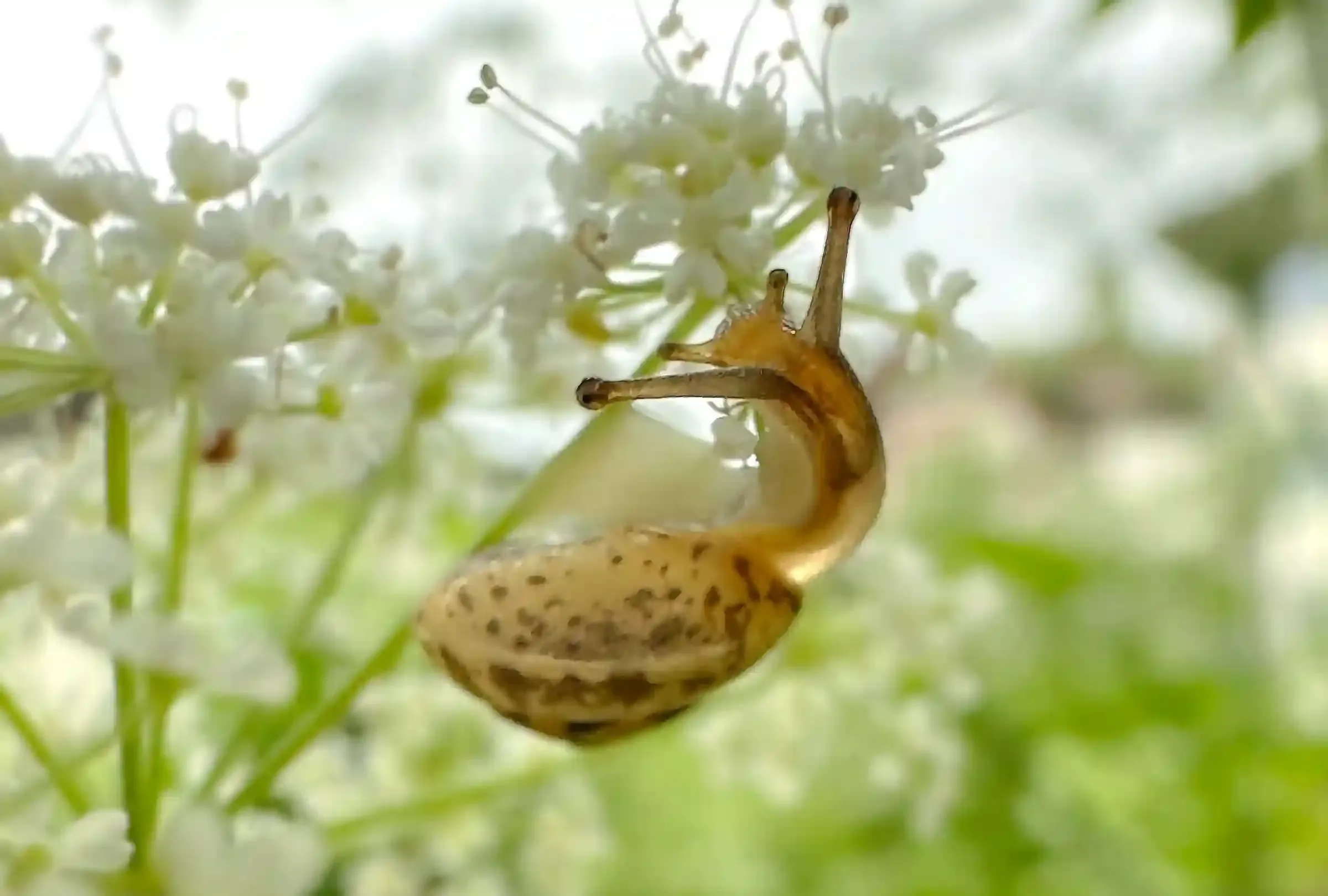 A snail next to some flowers