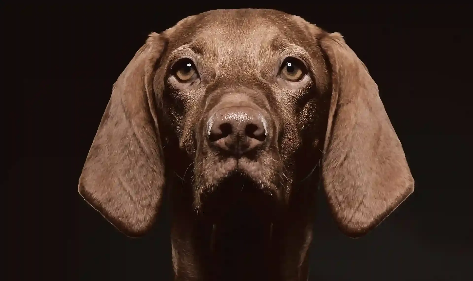 Portrait of a Hungarian Vizsla