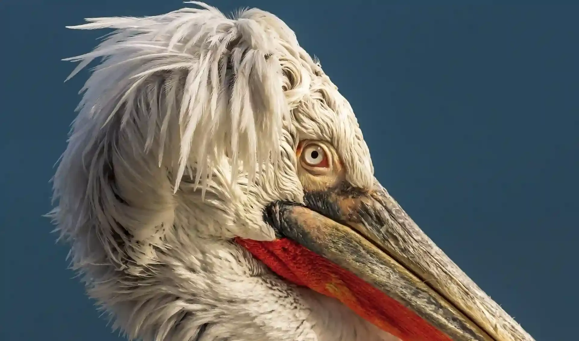 Pelican