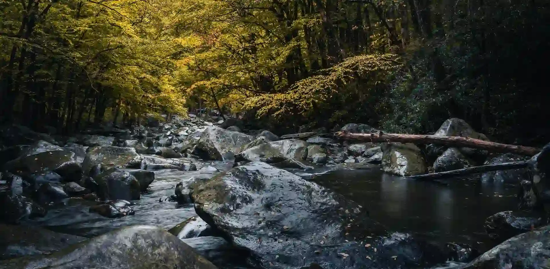 River in a forest