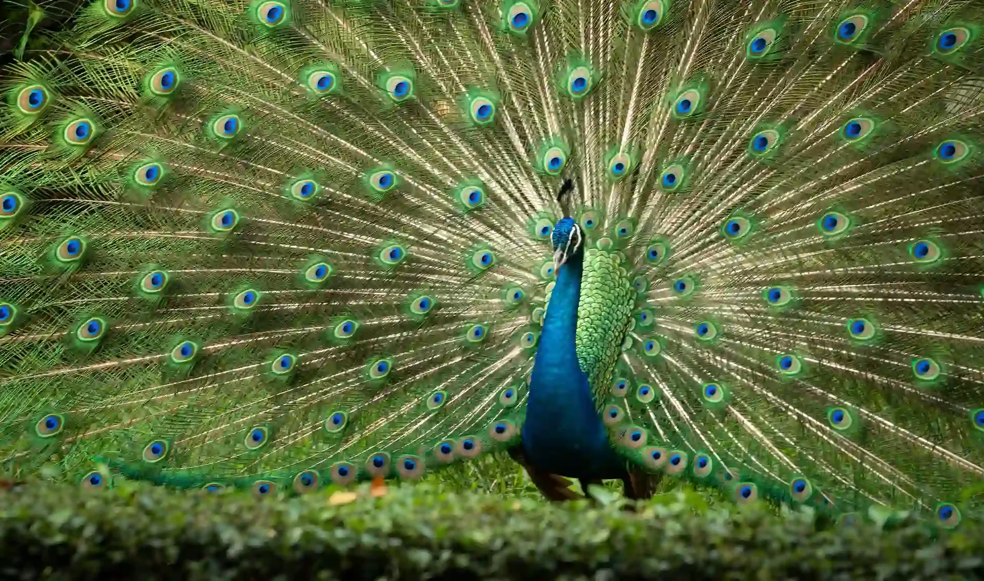 Peacock